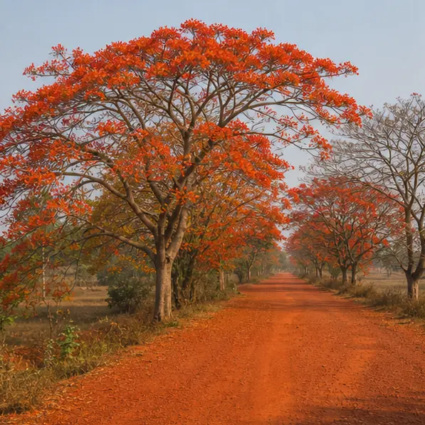 Palash trail, Shantiniketan