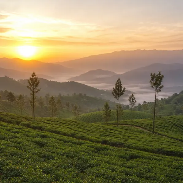 Tea garden sunrise
